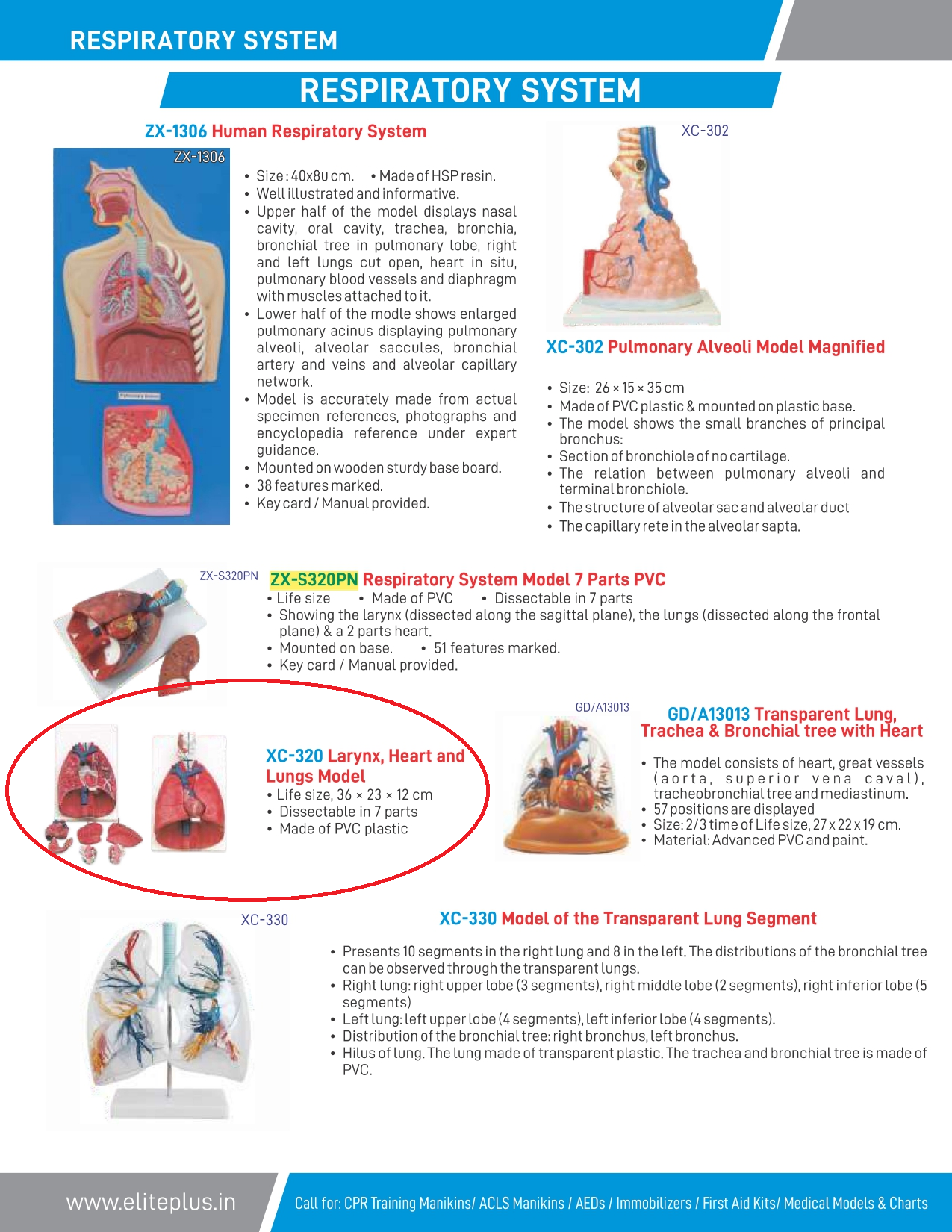 XC Larynx Heart And Lungs Model