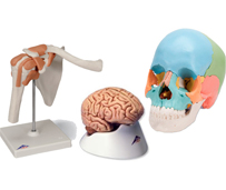 Anatomicals Models