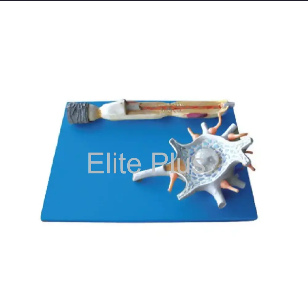 GD/A18001 Neuron Model