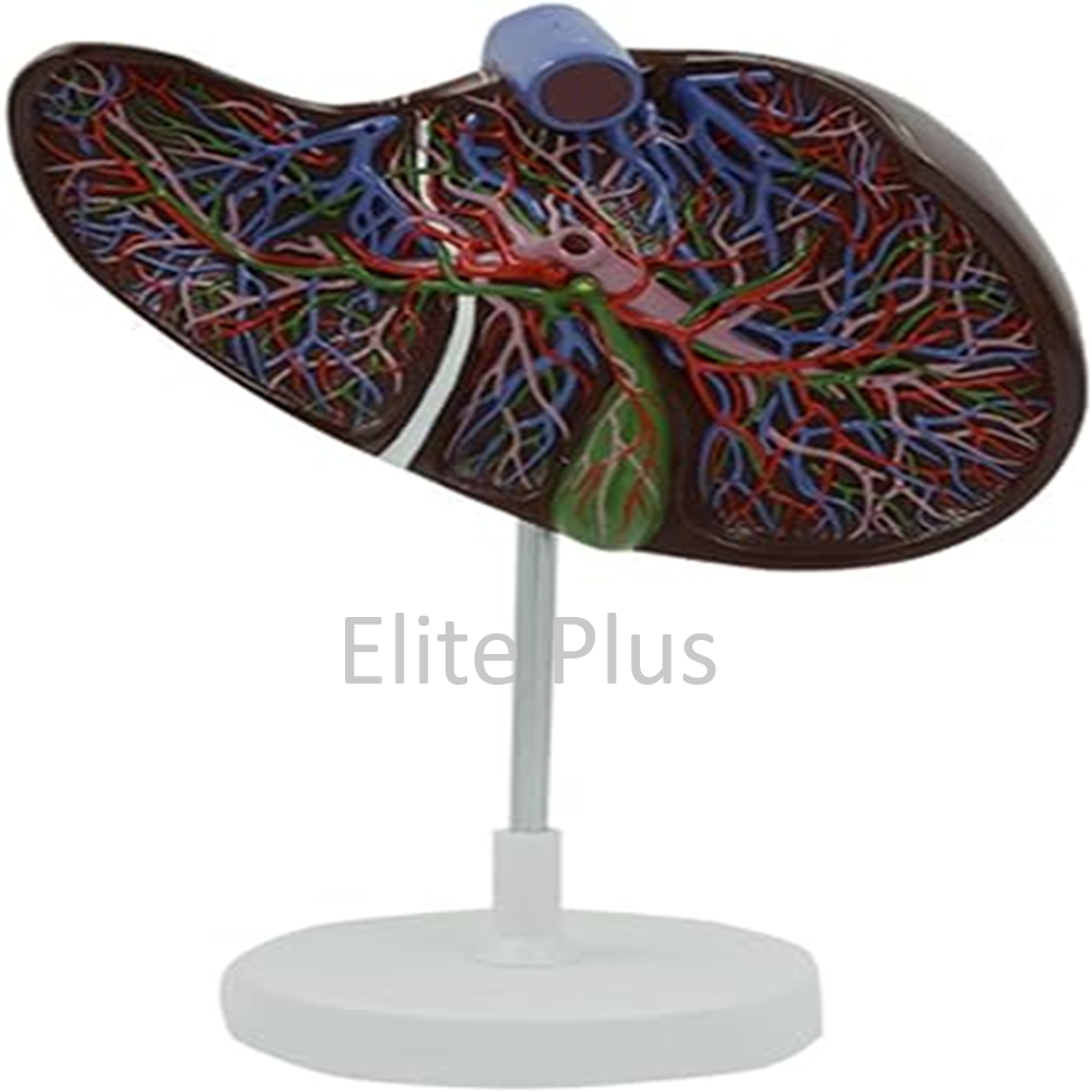 ZX-1446PN Liver Section & Gallbladder