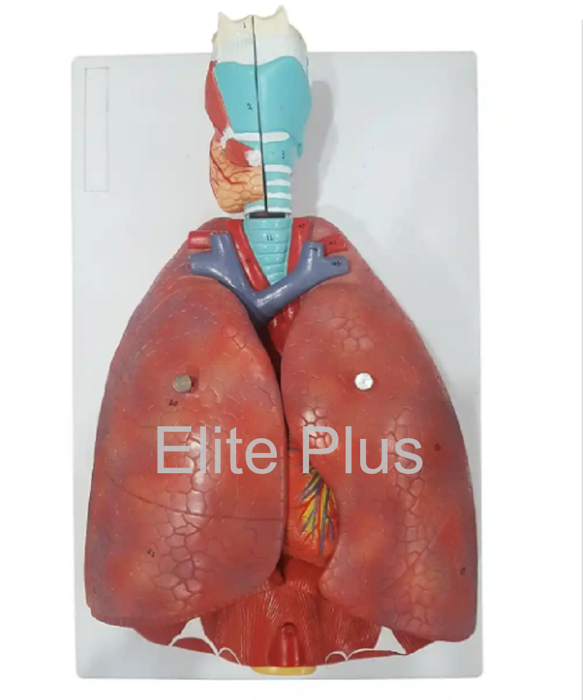Respiratory System Model 7 Parts PVC