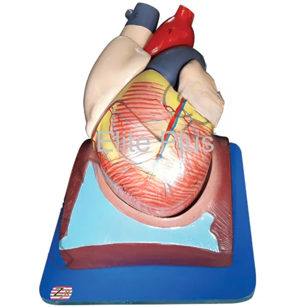 ZX-1405EHuman Heart (7 Parts)