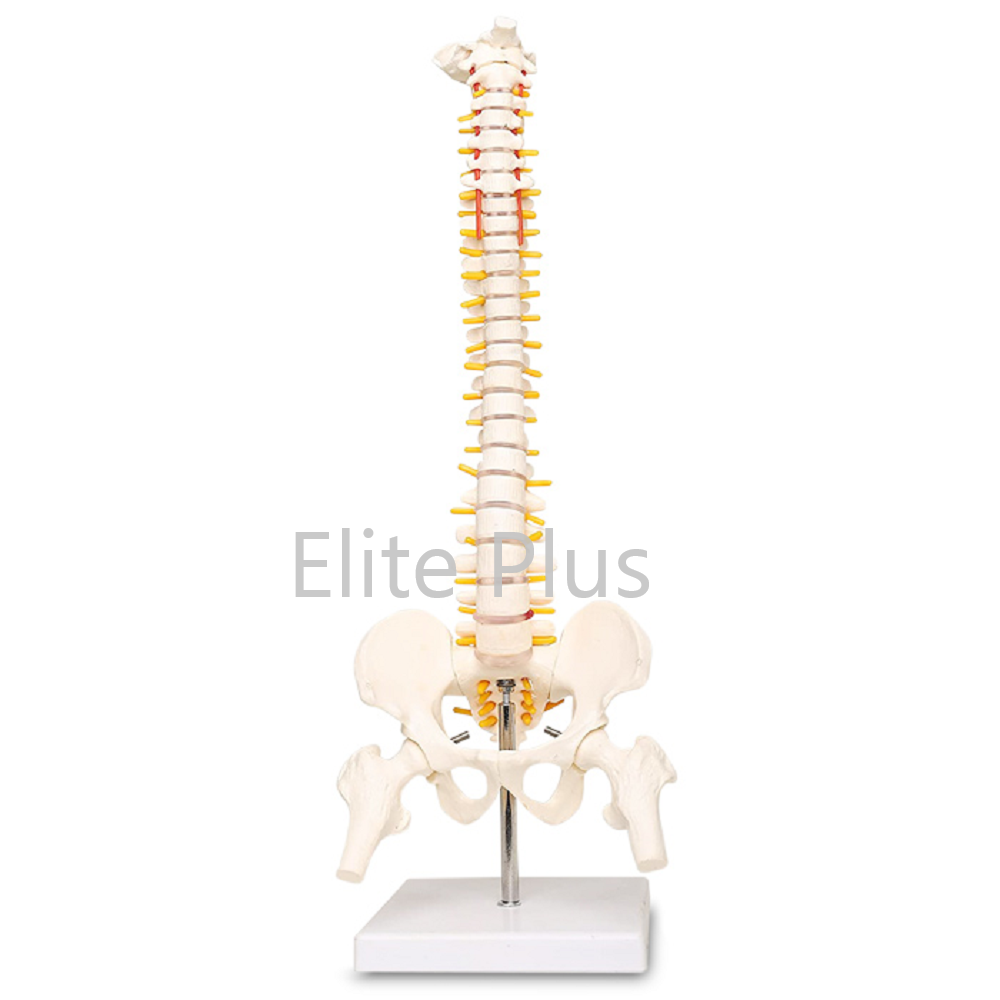 XC-126 Vertebral Column with Pelvis and Femur Heads
