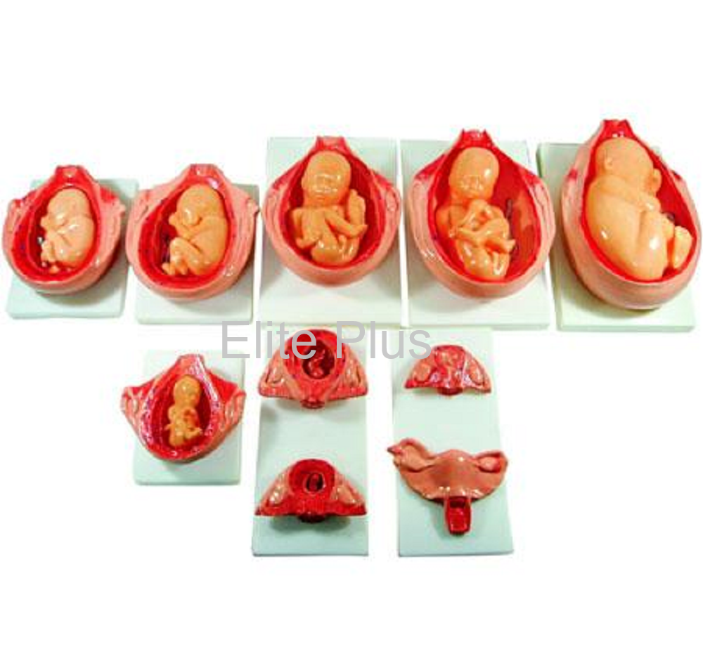 The Development Process of Fetus