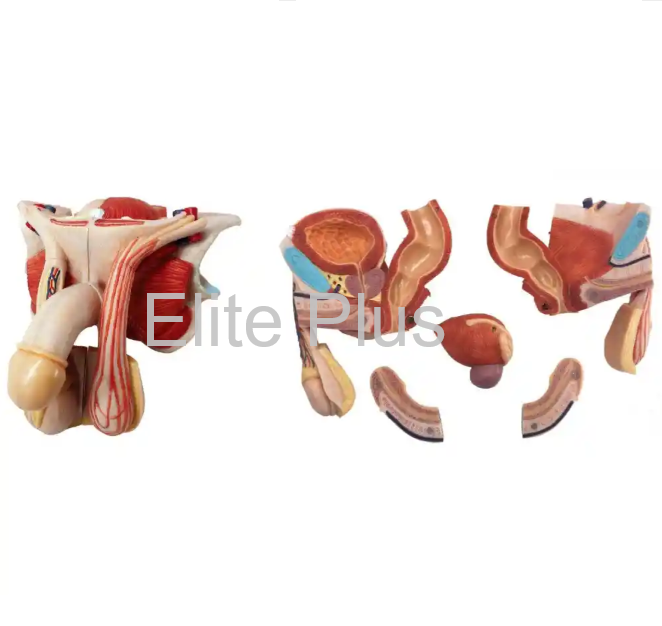 ZX-1419PN Male Genital Organs Model Dissectible