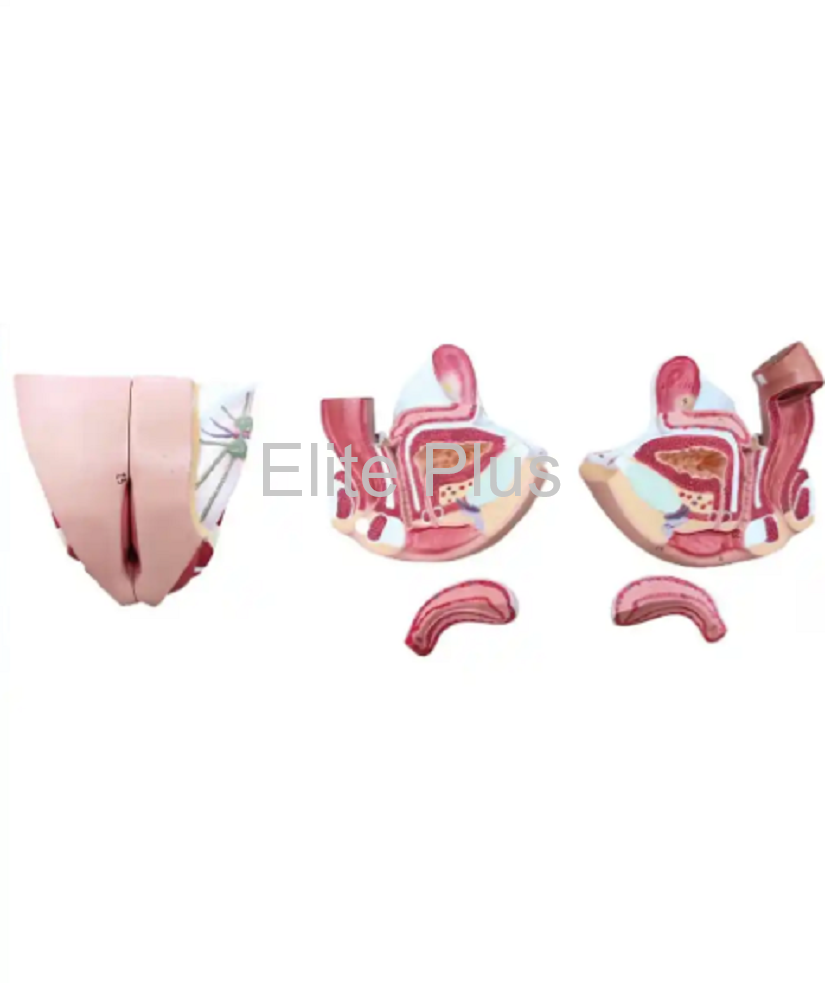 ZX-1420PN Female Genital Organs Model Dissectible