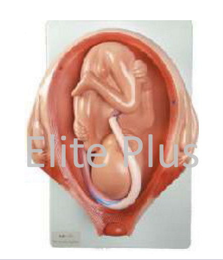 Gestation Month Seventh