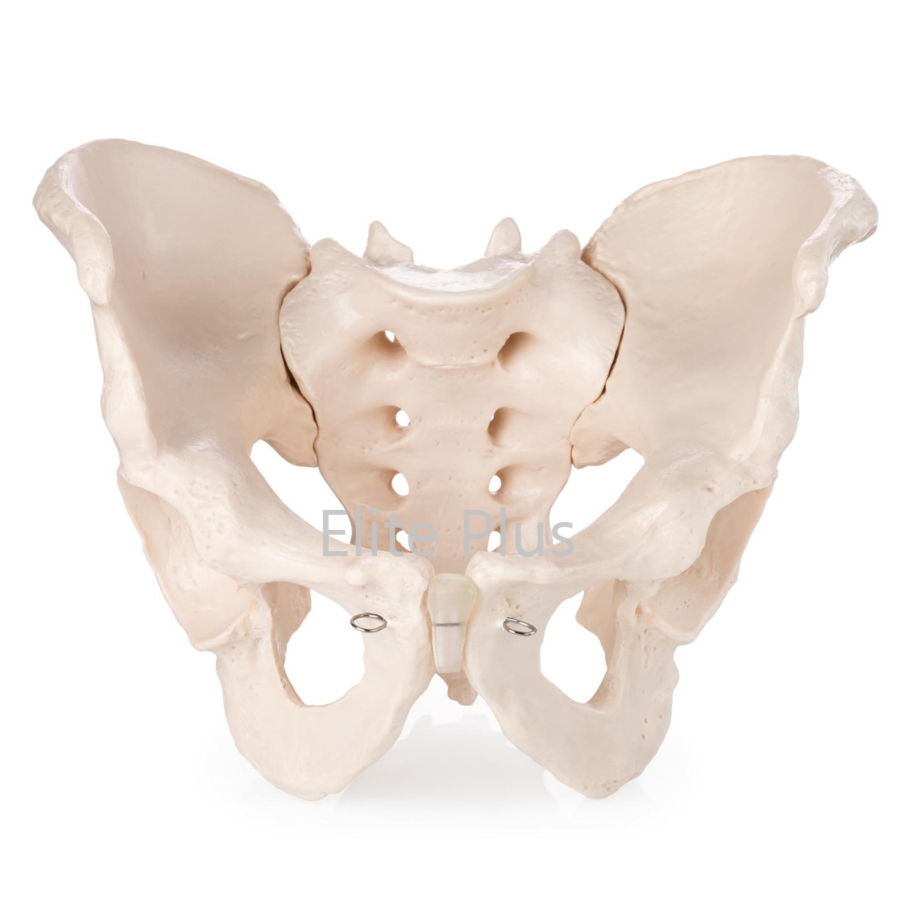 ZX-S123 Male Pelvis Bone Model