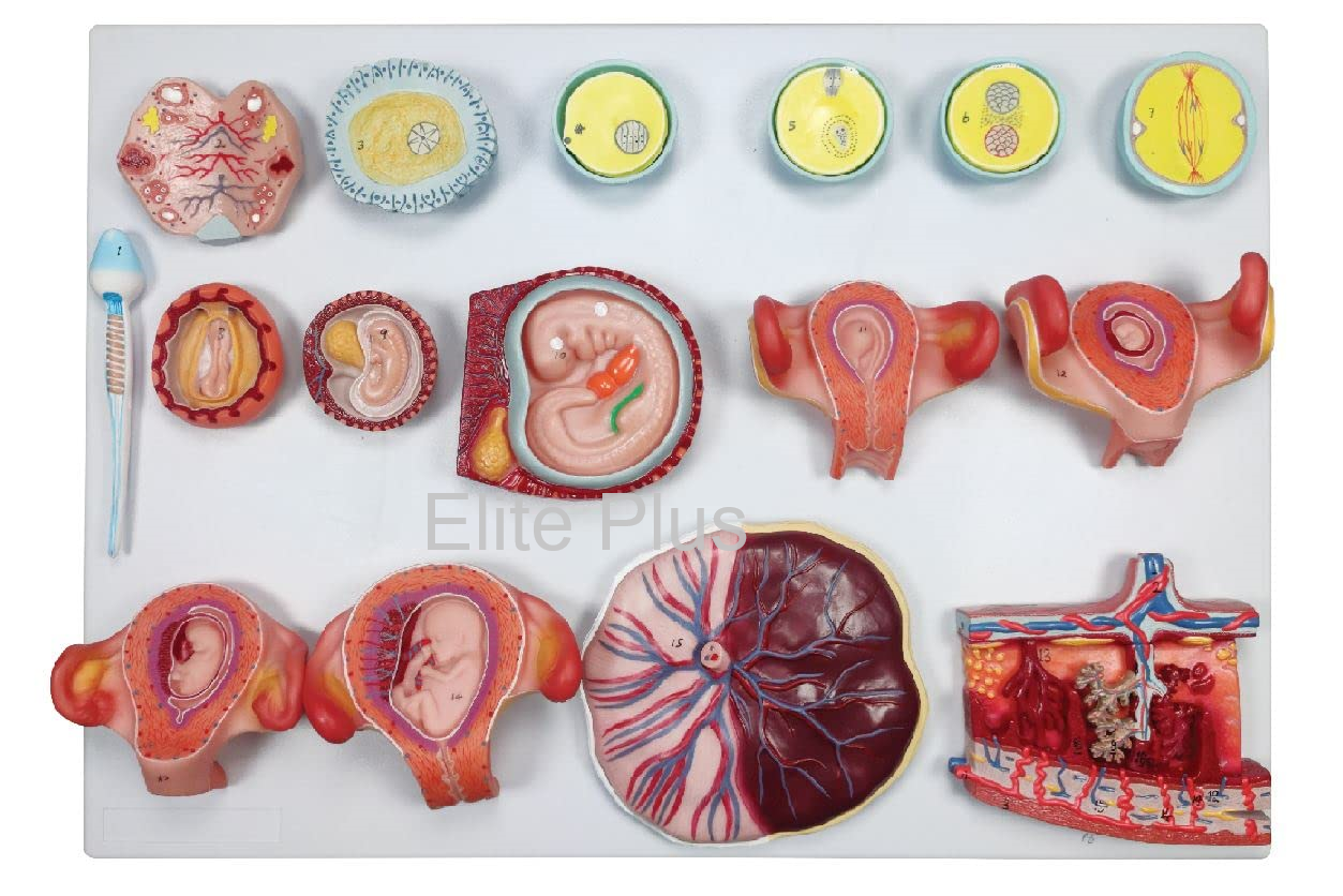Human Fertilization and Embryogeny Model