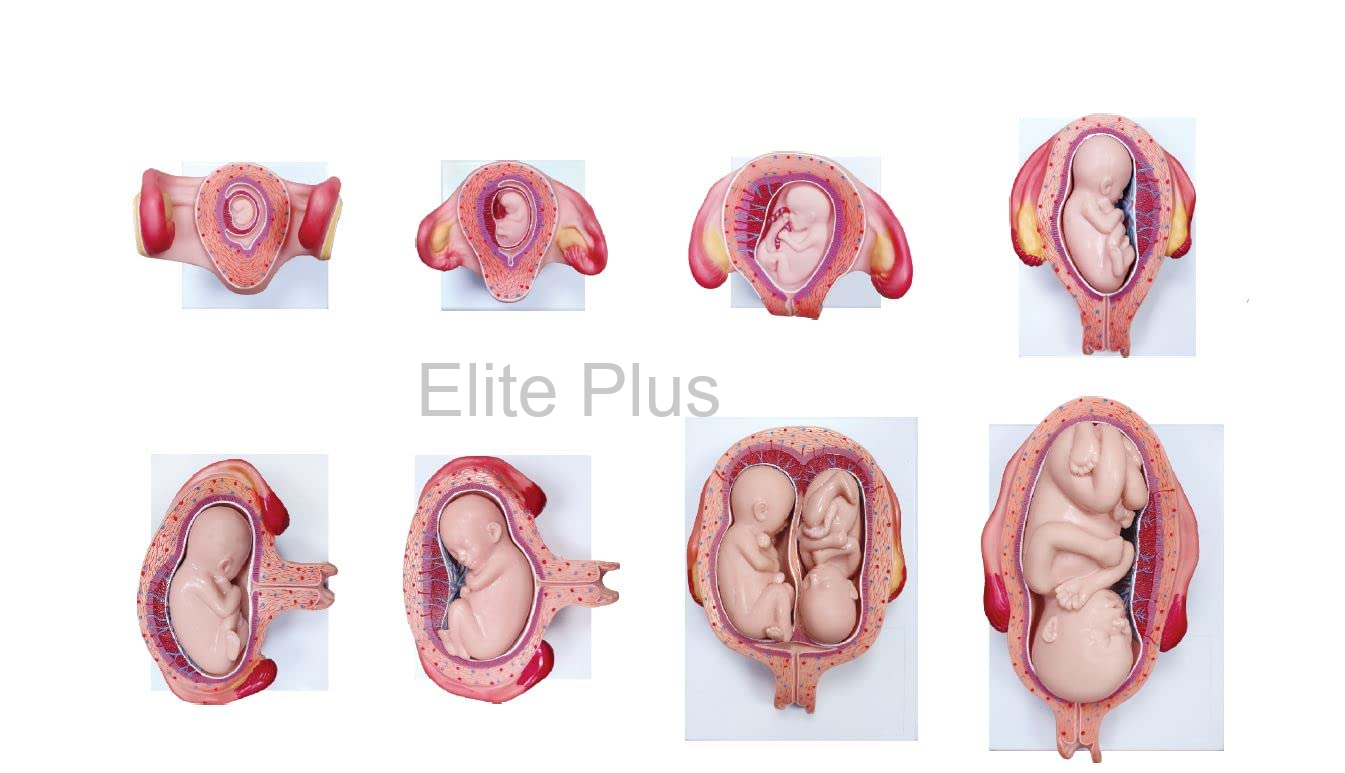 Fetal Development Model set of 8