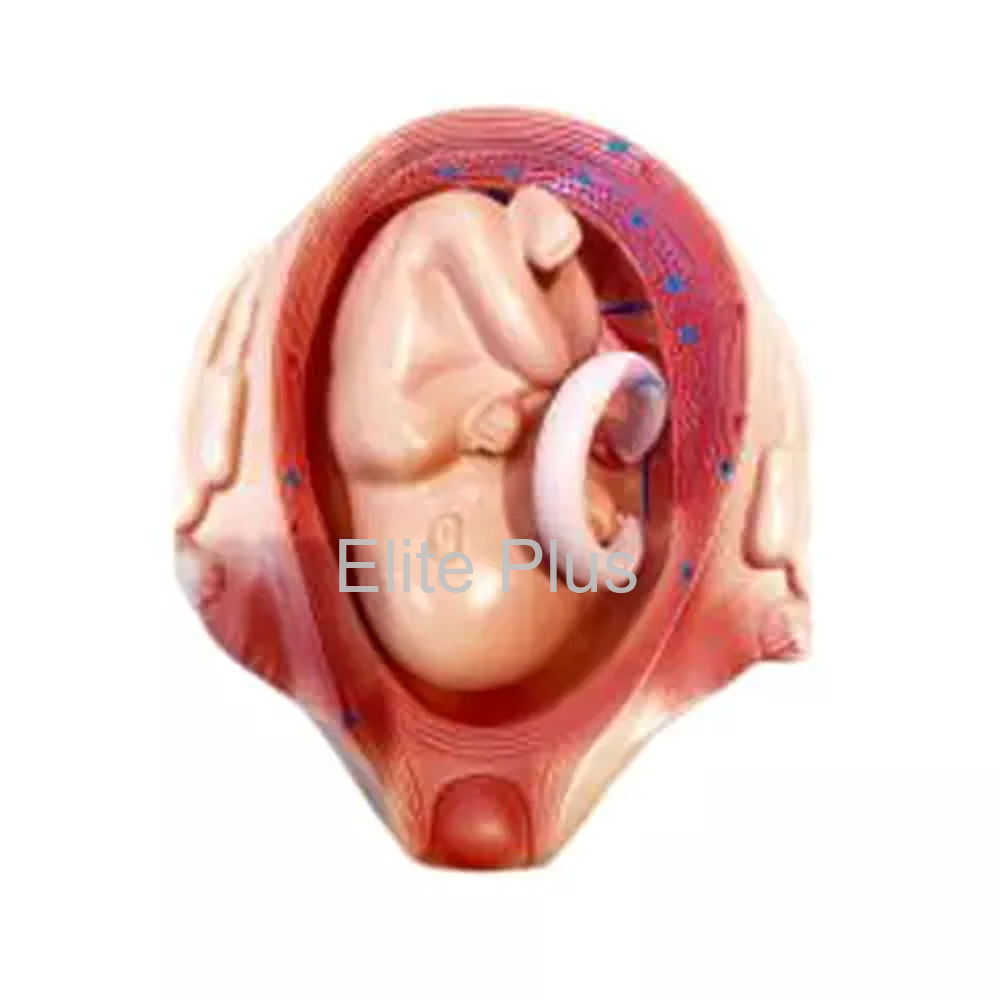 Gestation Month Fifth