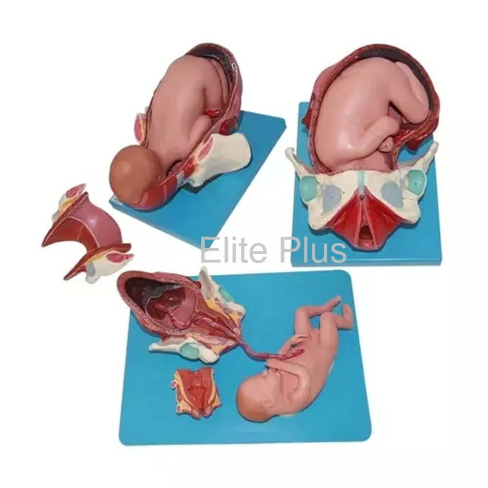 Child Birth Demonstration Model