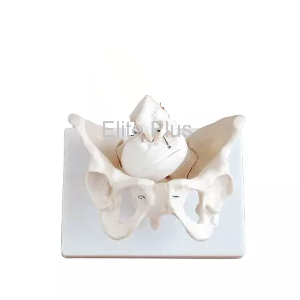 Birth Demonstration Model