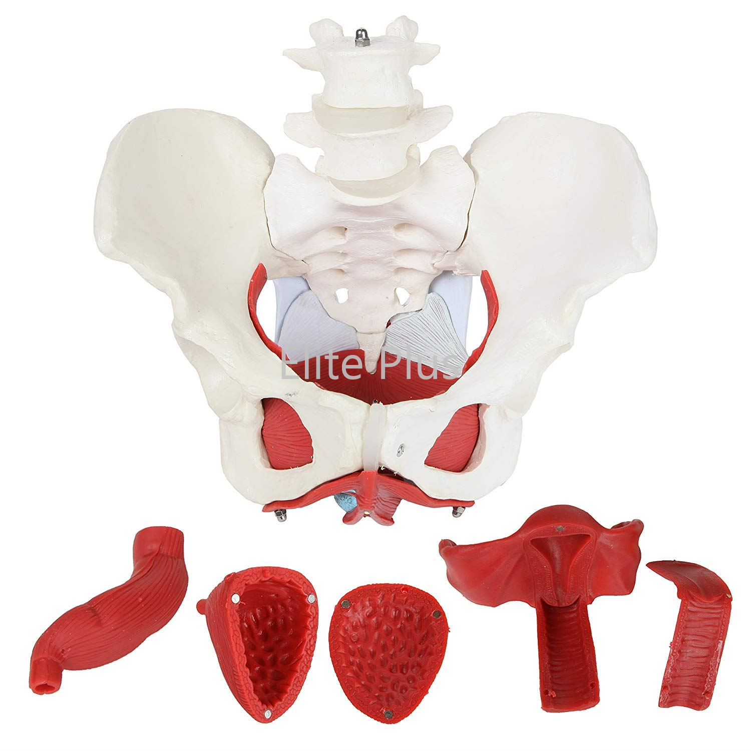 ZX-1233 Female Pelvic Muscles with Removable Genitals