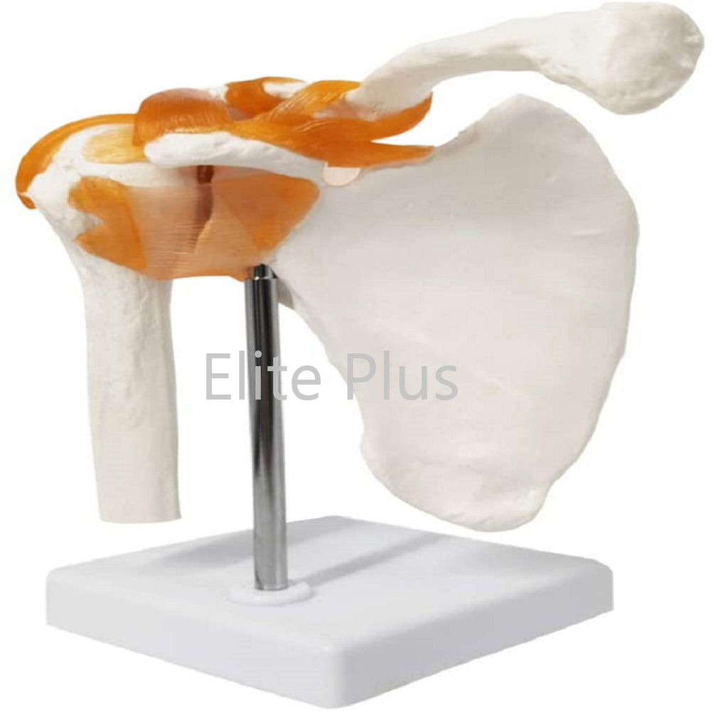 XC-S109 Shoulder Joint Model Flexible