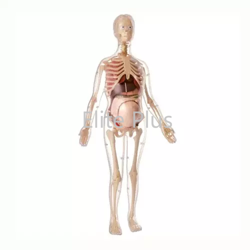 MK-064 Visible Expectant Mother Anatomy Kit