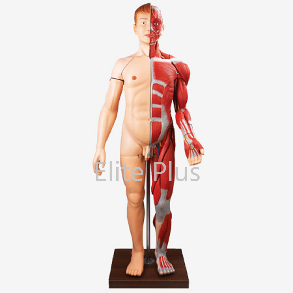 GD/A10001 Full Size Human Body Muscles with Internal Organs (170 cm)