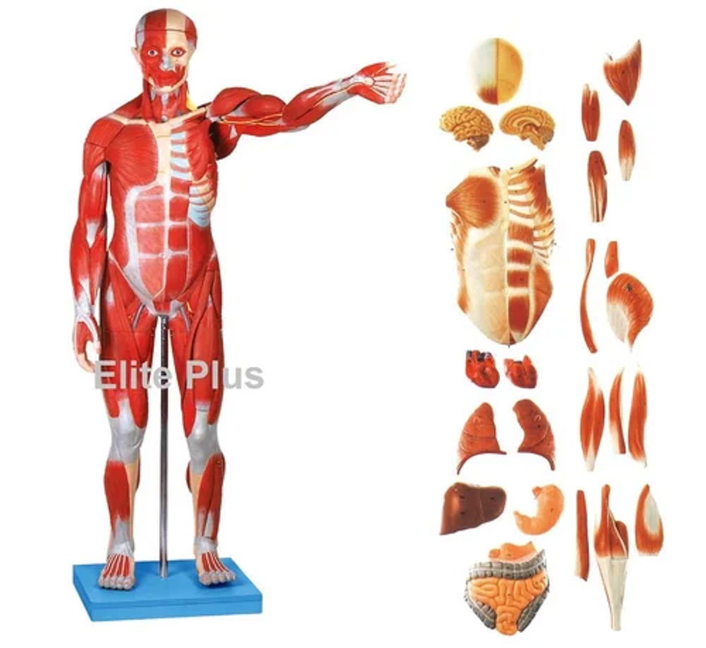 GD/A/11301/1 Male Muscle Figure 78 cm