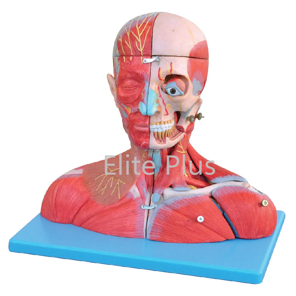 GD/A18212 Head and Neck with Blood Vessels, Nerves and Brain