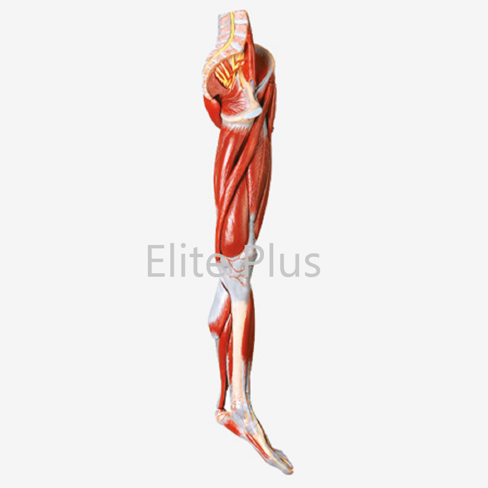 GD/A11308 Muscles of Leg with main Vessels and Nerves