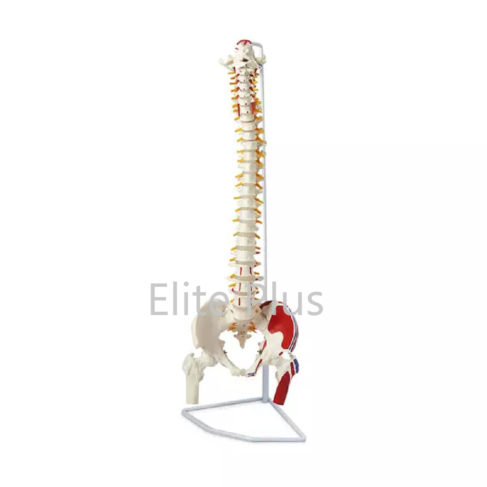ZX-S126P Vertebral Column with Femur Head, Painted