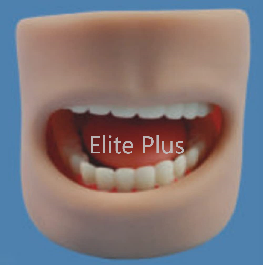 ZX-NS6503 Teeth Model in Oral Cavity