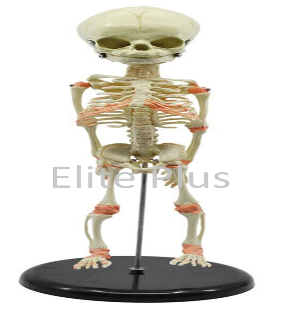 ZX-1224P Fetus Skeleton