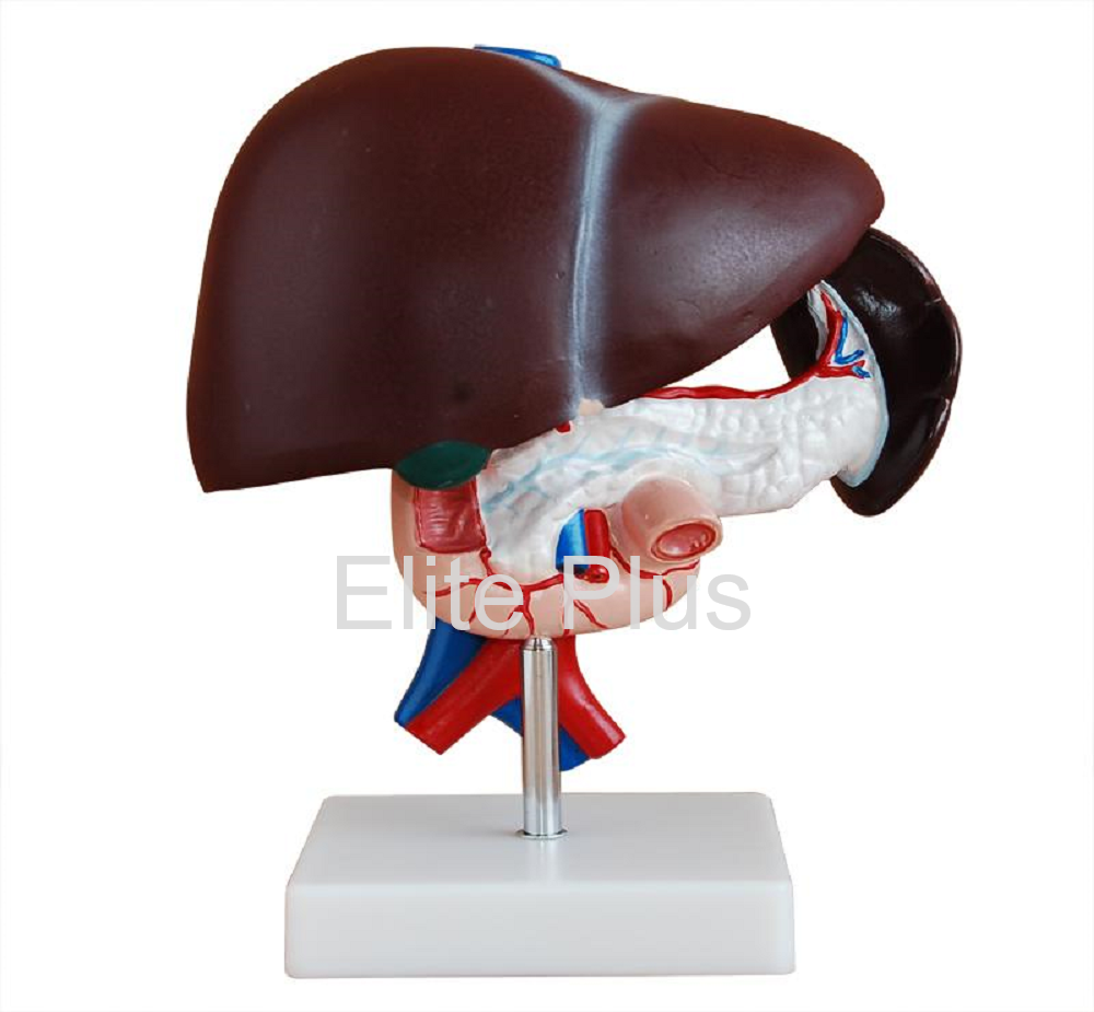 XC-311 Liver, Pancreas & Duodenum Model