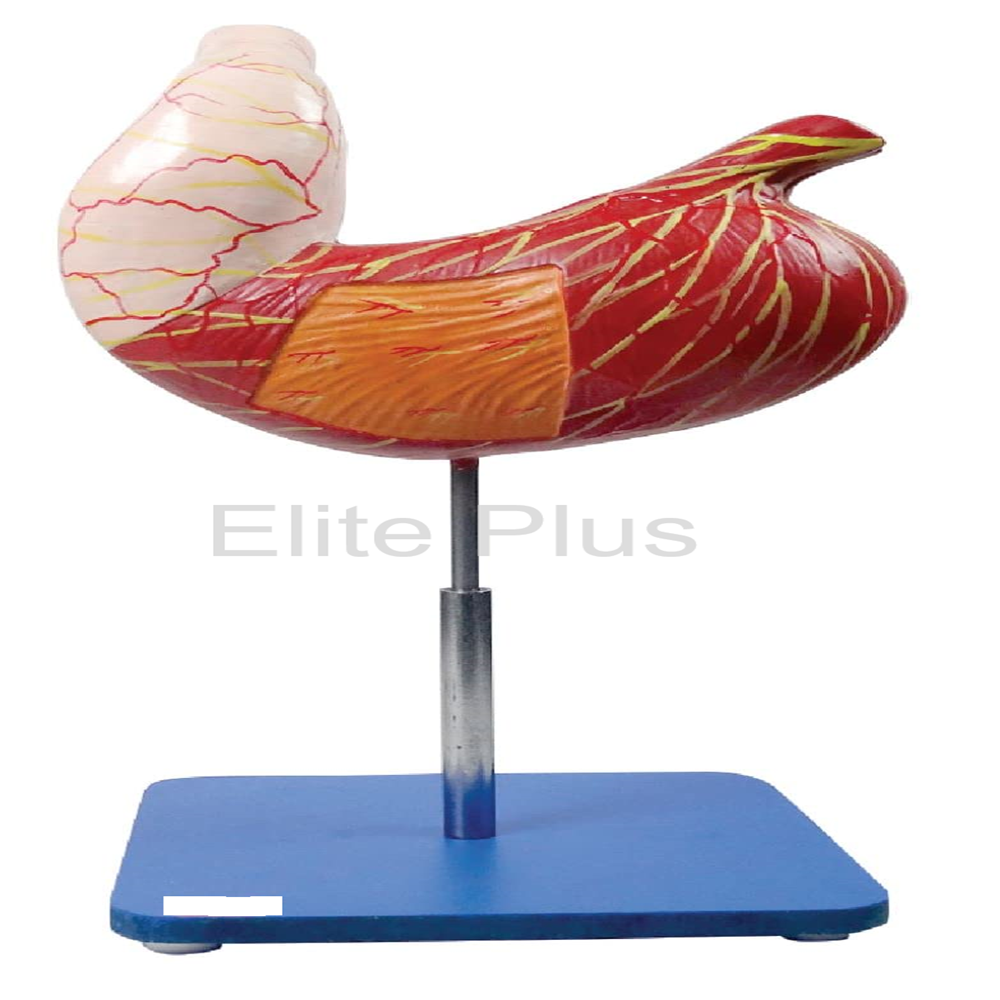 ZX-1408 Stomach