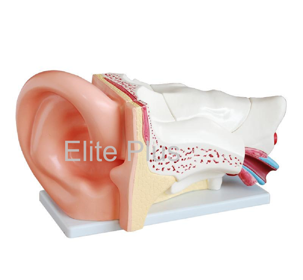 XC-303C Ear Model New Style Giant Size