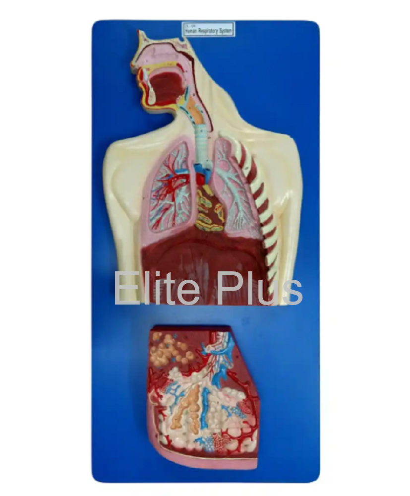 Human Respiratory System