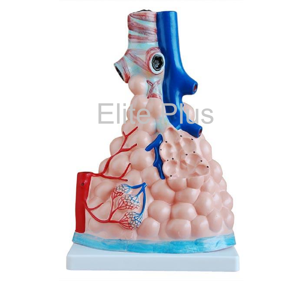 Pulmonary Alveoli Model Magnified