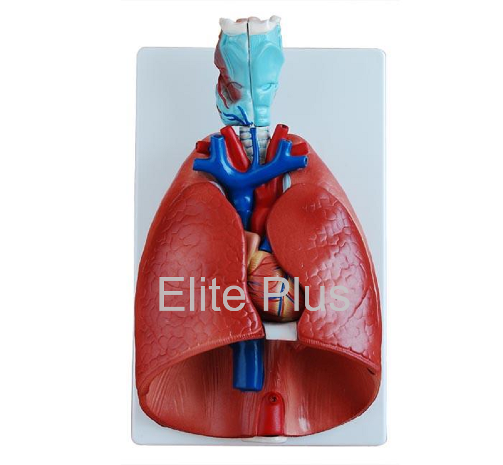 Larynx, Heart and Lungs Model