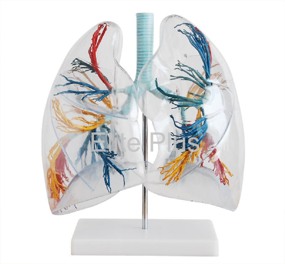 Model of the Transparent Lung Segment