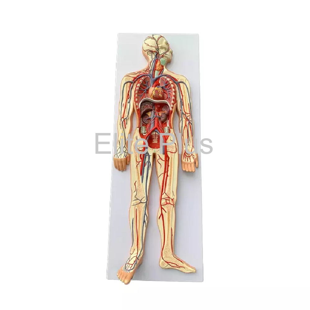 ZX-1312PN Circulatory System Model PVC