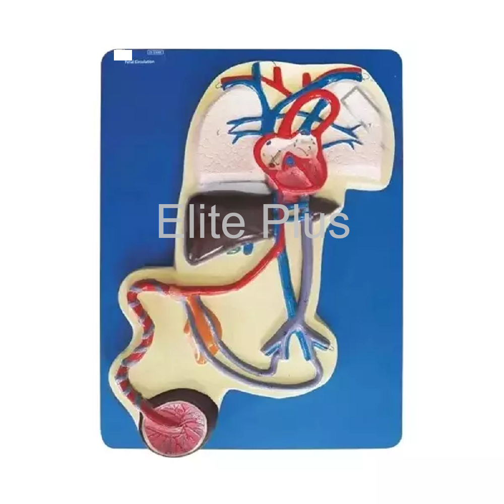 Fetal Circulation