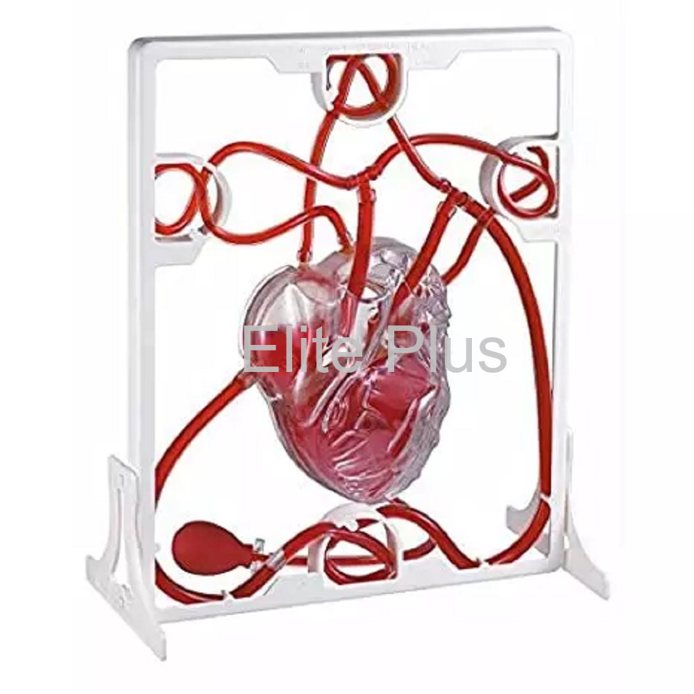 Pumping Heart