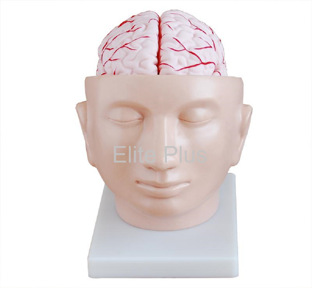 XC-318 Brain with Arteries on Head