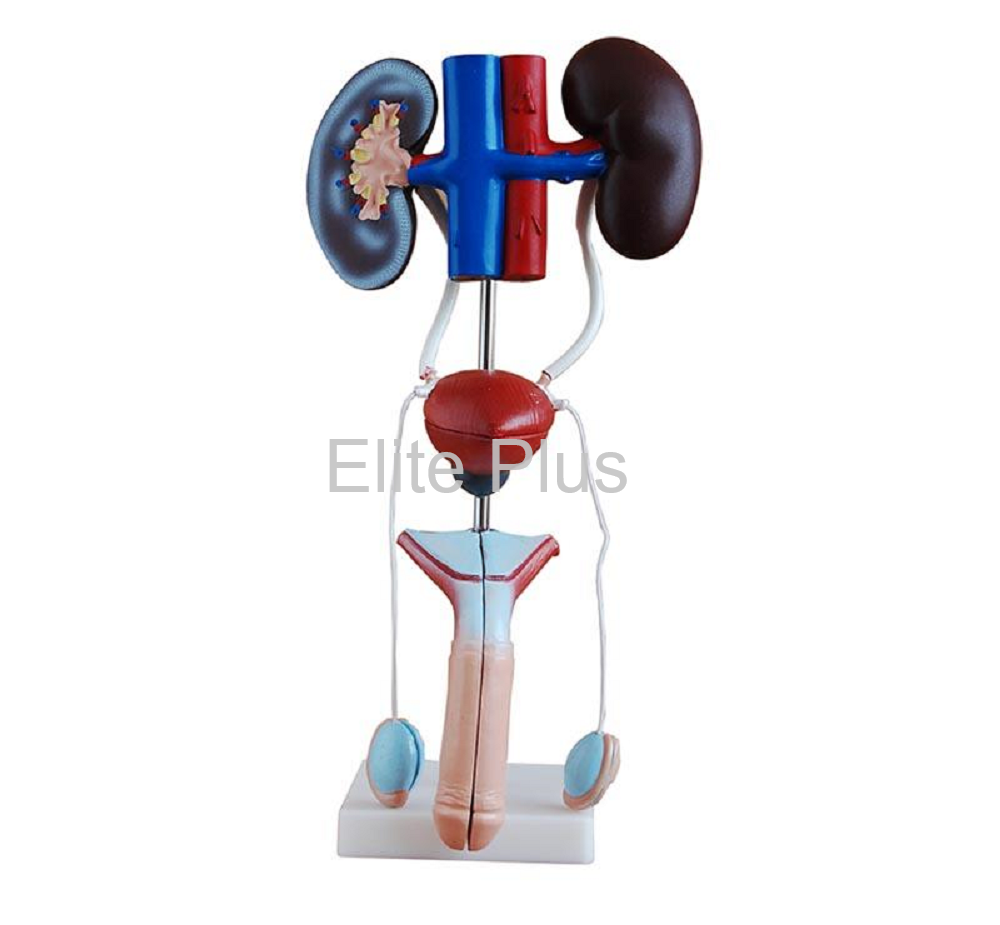 XC-331 Male Urogenital System