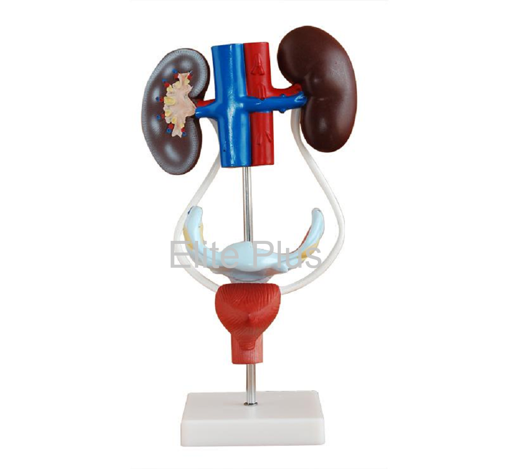 XC-332 Female Urogenital System
