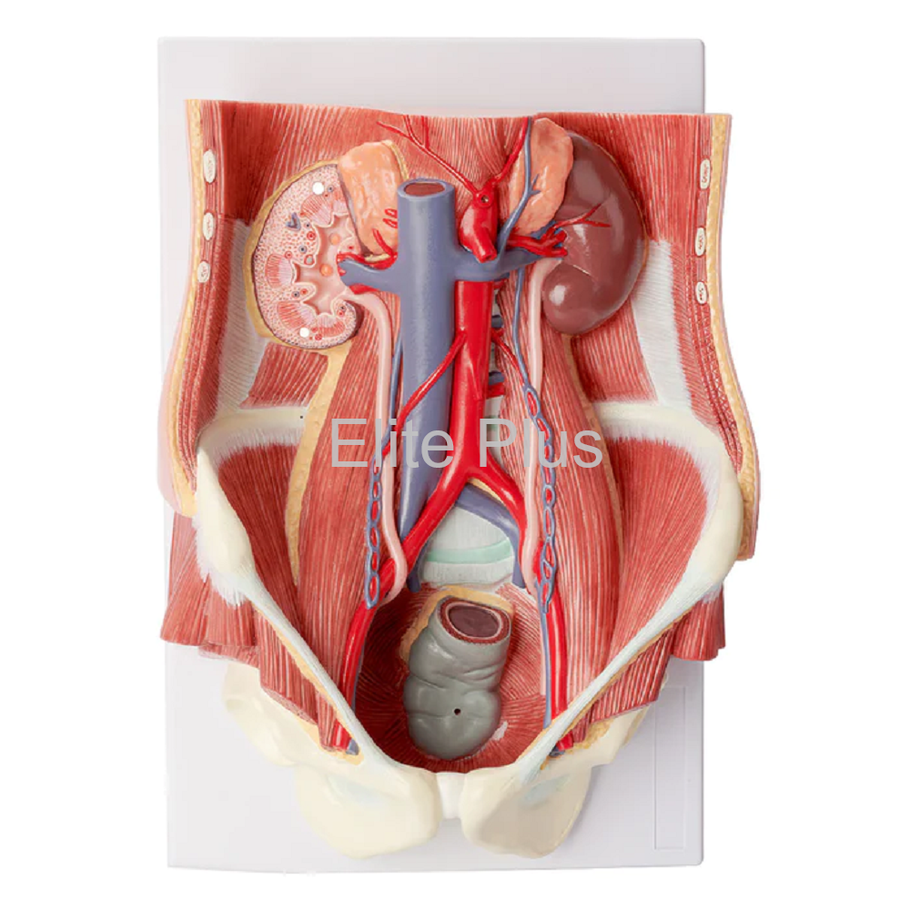 ZX-S333P Urinary System Block Model Dual Sex, 6 Parts