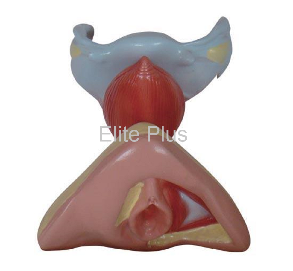 XC-429 Female Internal & External Genital Organs