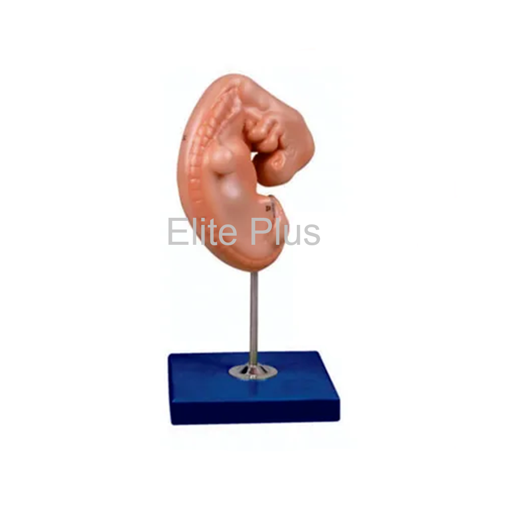 Embryo Model