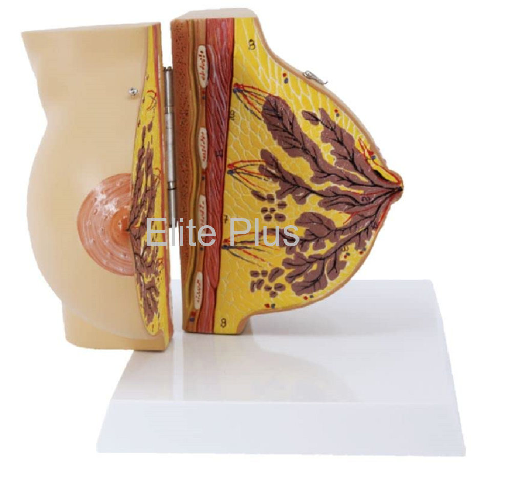 Female Breast Model Deluxe