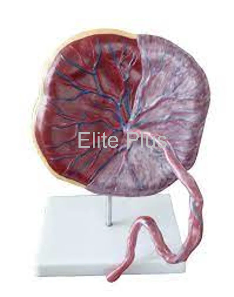 Human Placenta Model with Cord