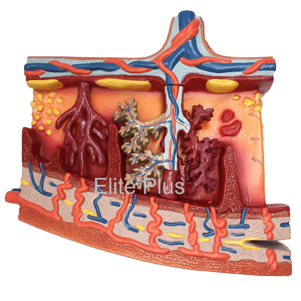 Placenta Section Model, Enlarged