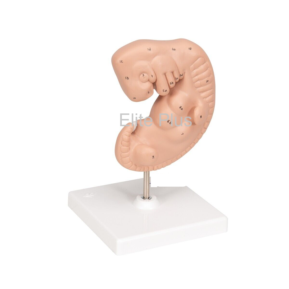 Human Embryo Model, Enlarged (Four weeks old)