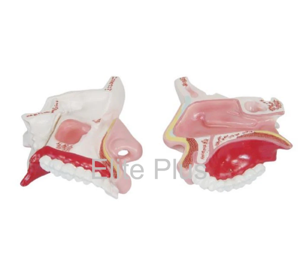 XC-309 Model of the Anatomical Nasal Cavity