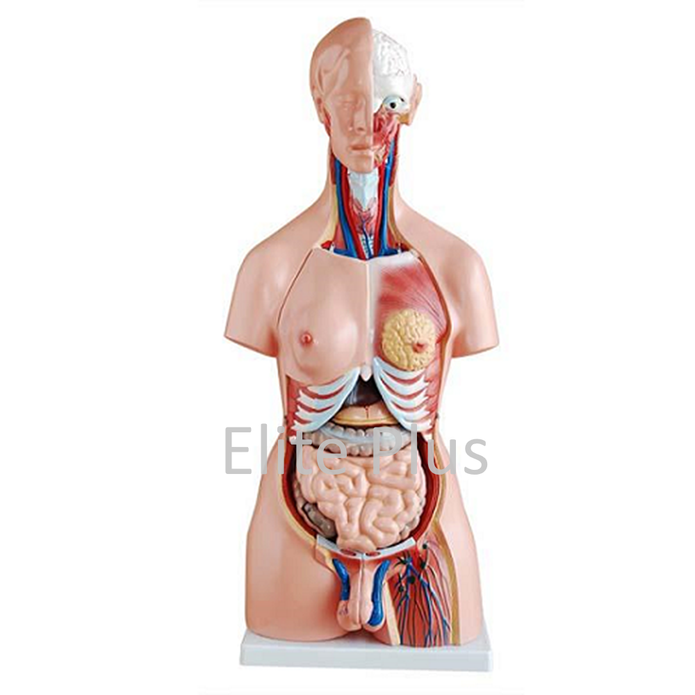 XC-204 Unisex Torso 23 parts 85 cm