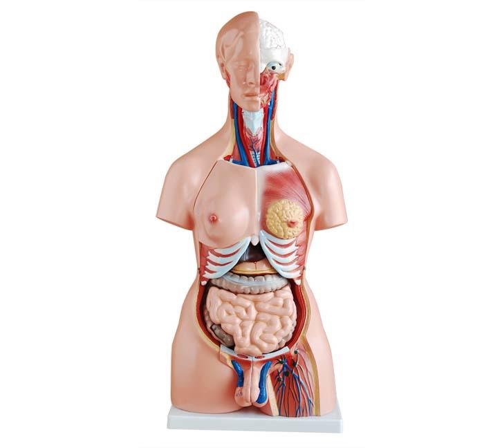 Human Torso Model